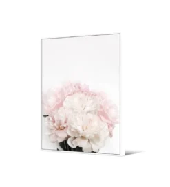 Obraz Piwonie 102 cm x 142 cm*Zona-Design Discount