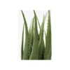 Sztuczna roślina ALOES 69 cm*KDesign Best