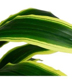 Sztuczna roślina DRACAENA 120 cm*Zona-Design