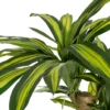 Sztuczna roślina DRACAENA 140 cm*Zona-Design Sale