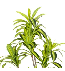 Sztuczna roślina DRACENA 180 cm*Zona-Design Clearance