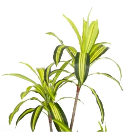 Sztuczna roślina DRACENA 150 cm*Zona-Design Online