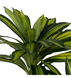 Sztuczna roślina drzewo DRACAENA 200 cm*Zona-Design New