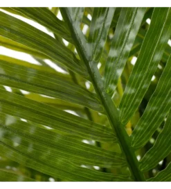 Sztuczna roślina PALMERA 170 cm*Zona-Design Best
